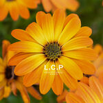 L.C.P Professionnel Cocooning Crème de Soin à l'Extrait de Calendula 50ml