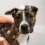 Unite Hair DOGGY 'POO Shampooing pour Chien à l’Avoine et à l’Huile d’Argan 473ml